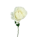 Garden Rose White (12 stems)