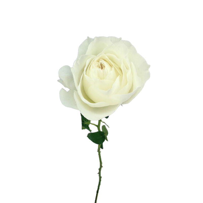 Garden Rose White (12 stems)