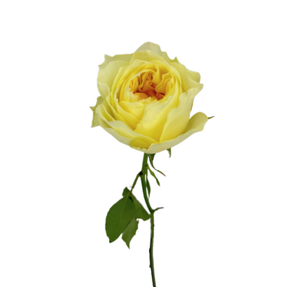 GARDEN ROSE PALE YELLOW ANTONIA (25 STEM BUNCH)