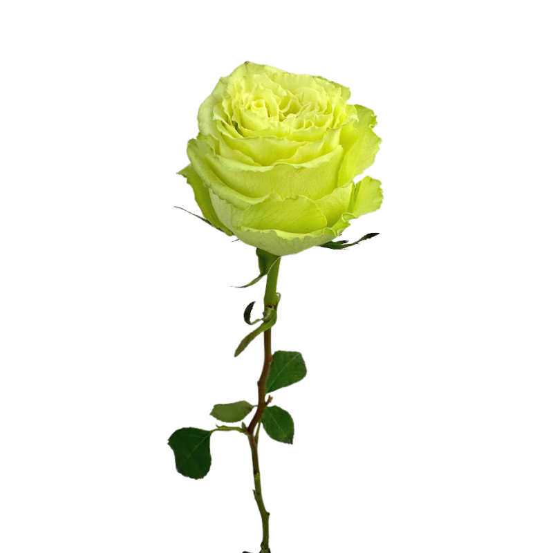 Rose Green (25 stems)