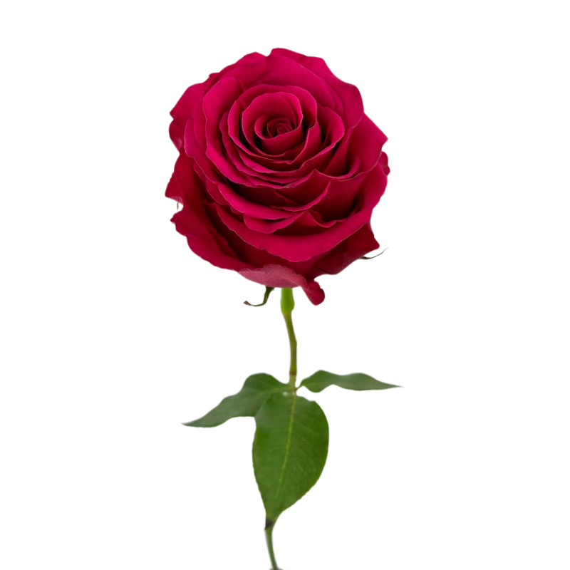 Rose Hot Pink (25 stems)