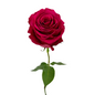 Rose Hot Pink (25 stem bunch)