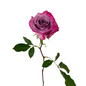 Rose Lavender (25 stem bunch)
