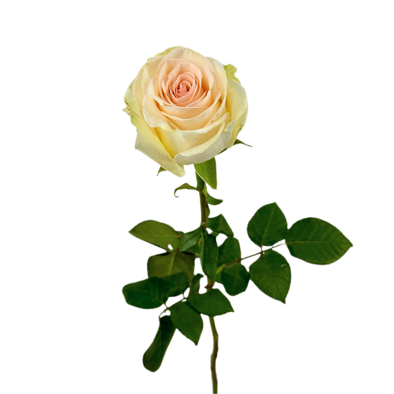 Rose Light Pink (25 stems)