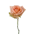 Rose Peach (25 stems)