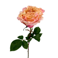 Garden Rose Peach (12 stems)