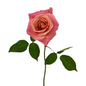 Rose Salmon (25 stem bunch)