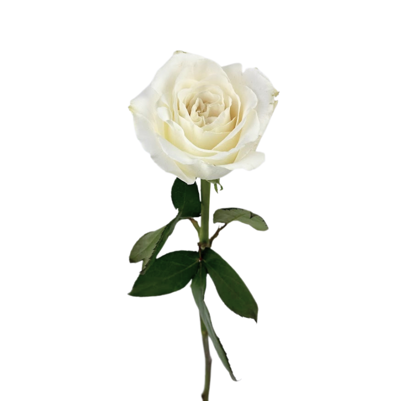 Rose White (25 stems)