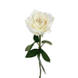 Rose White (25 stem bunch)