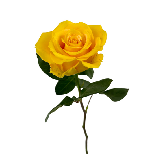 Rose Yellow (25 stems)