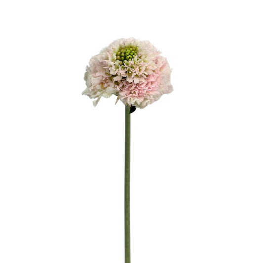 Scabiosa Blush (10 stems)