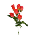 Spray Rose Orange (10 stems)