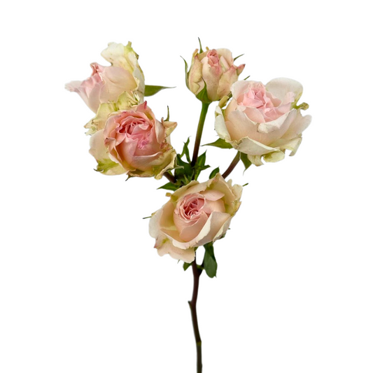 Spray Rose Light Pink (10 stems)