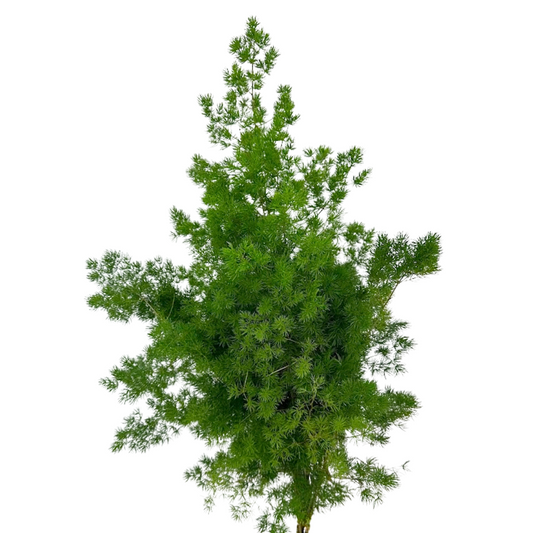 MING FERN
