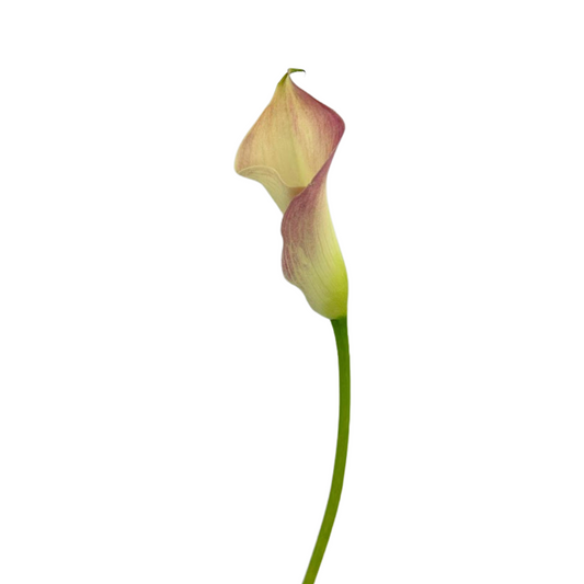 MINI CALLA