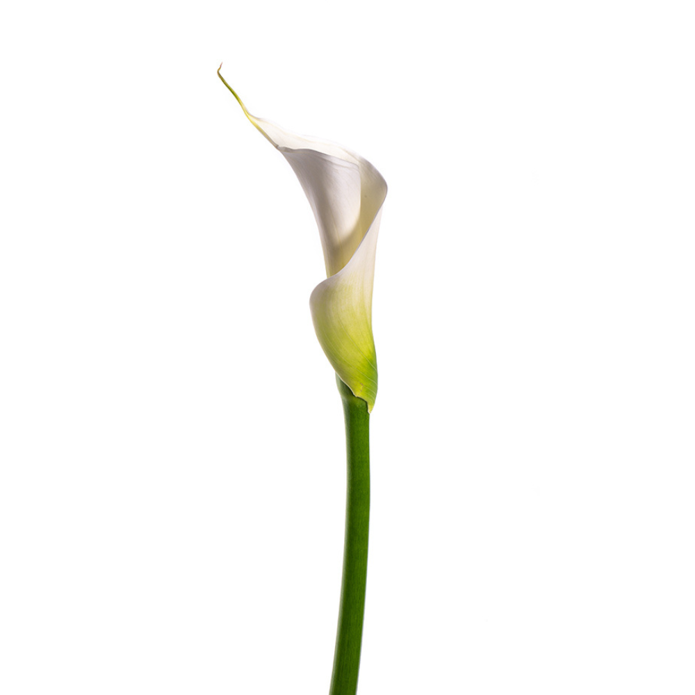 Mini Calla