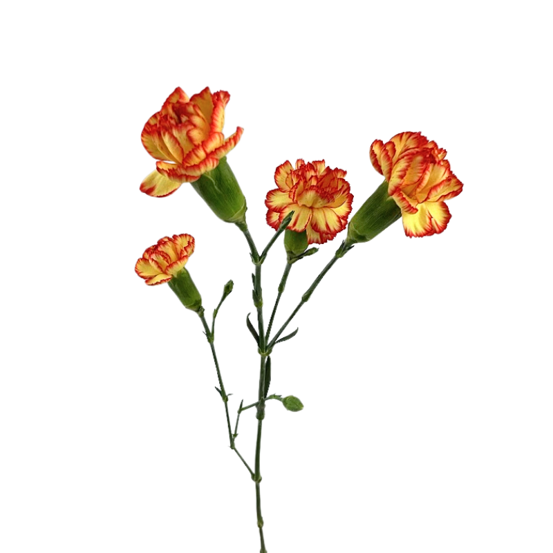 Carnation, Mini