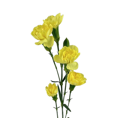 Carnation, Mini