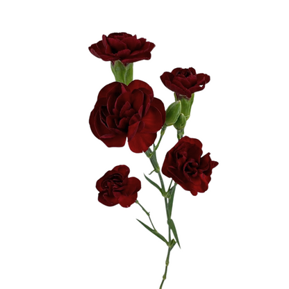 Carnation, Mini
