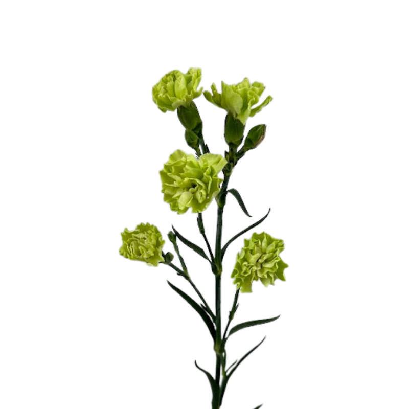 Carnation, Mini