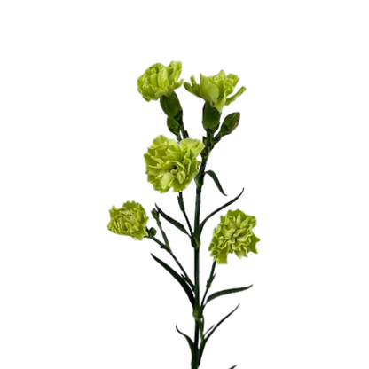 Carnation, Mini