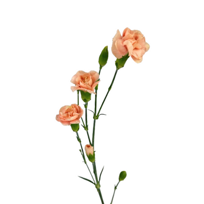 Carnation, Mini