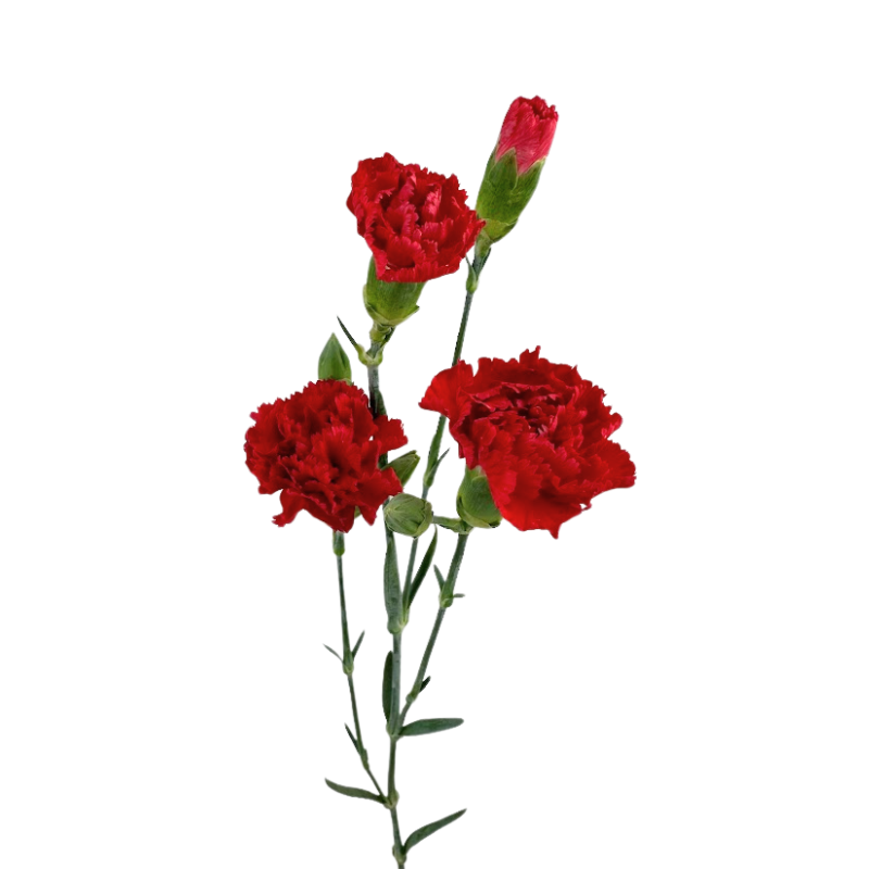 Carnation, Mini