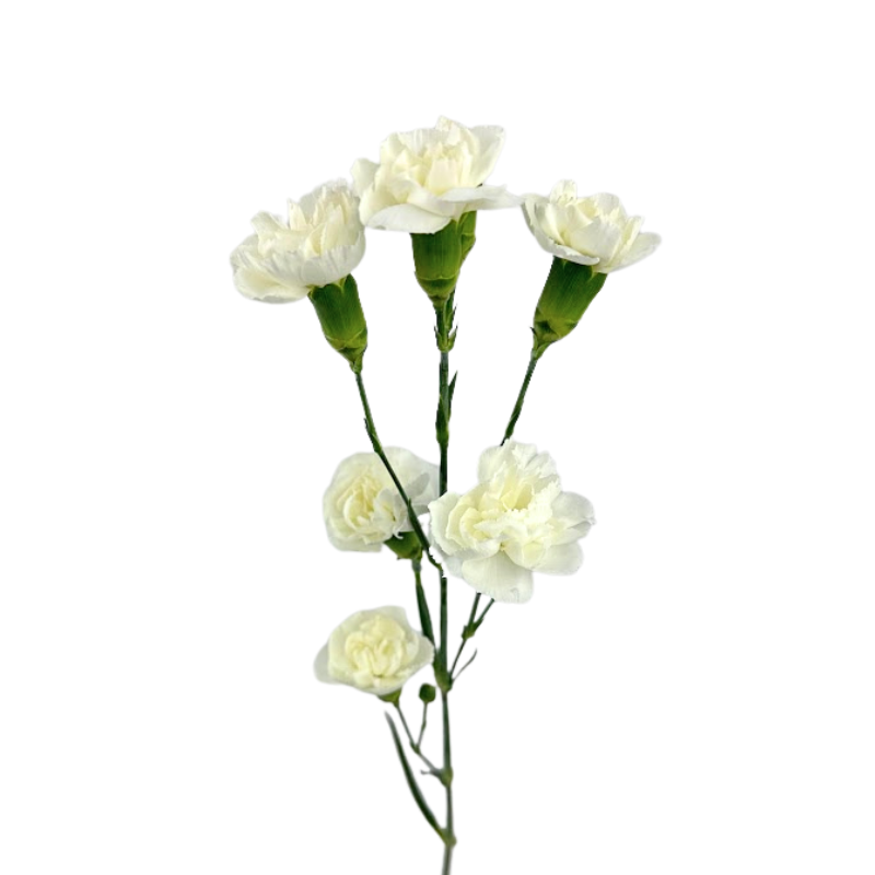Carnation, Mini
