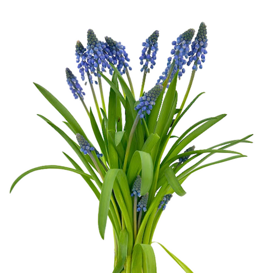 MUSCARI