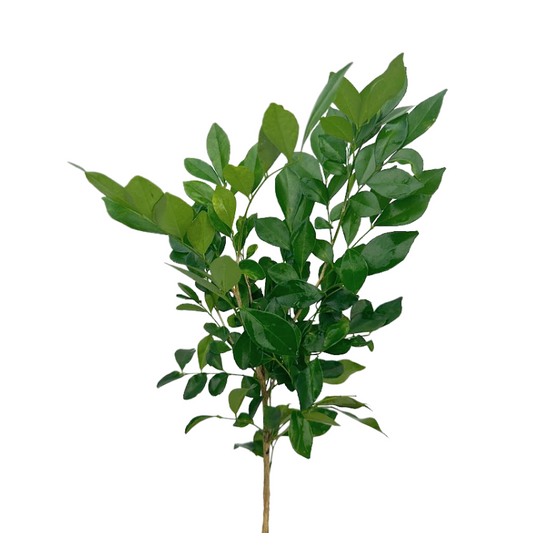 Myrtle, Mexican