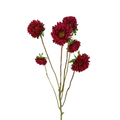 Matsumoto Red (10 stems)