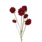 Matsumoto Red (10 stem bunch)