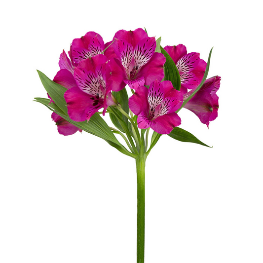 Alstroemeria Dark Pink (10 Stems)