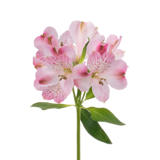 Alstroemeria Light Pink (10 Stems)