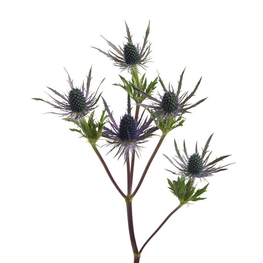 Eryngium Blue Thistle (10 Stems)