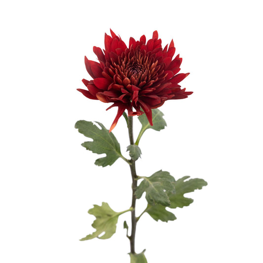 Chrysanthemum Cremone Red (10 Stems)