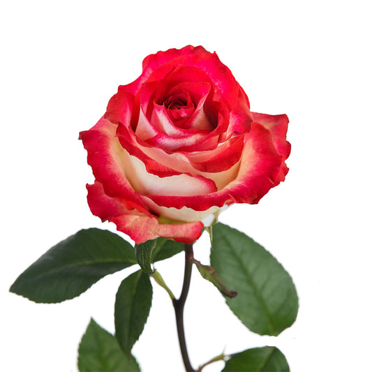 Rose Bicolor Red (25 stems)