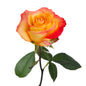 Rose Bicolor Yellow/Orange (25 stem bunch)