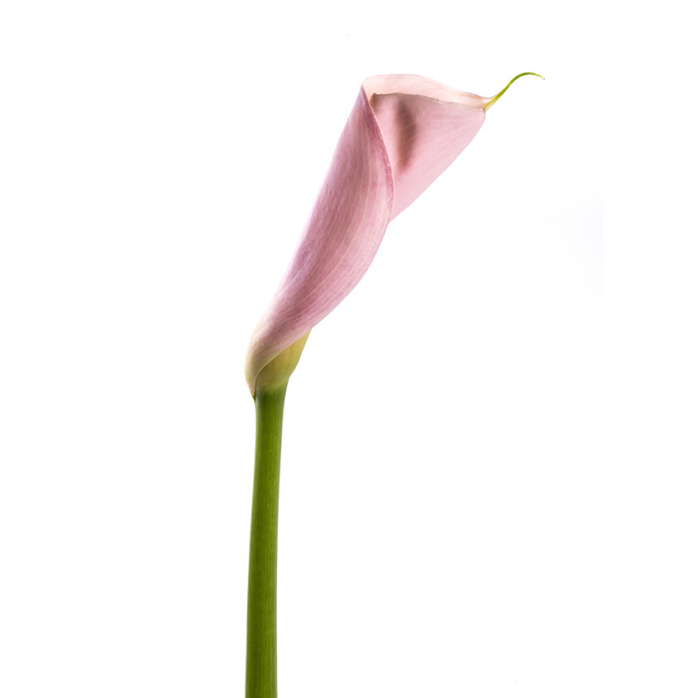 Mini Calla Light Pink (10 Stems)
