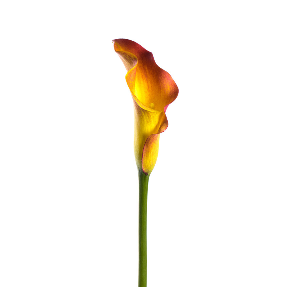 Mini Calla Orange (10 Stems)