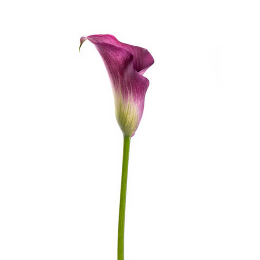Mini Calla Bicolor Purple (10 Stems)