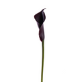 Mini Calla Burgundy (10 Stems)