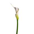 Mini Calla White (10 Stems)