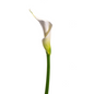 Mini Calla White (10 stem bunch)