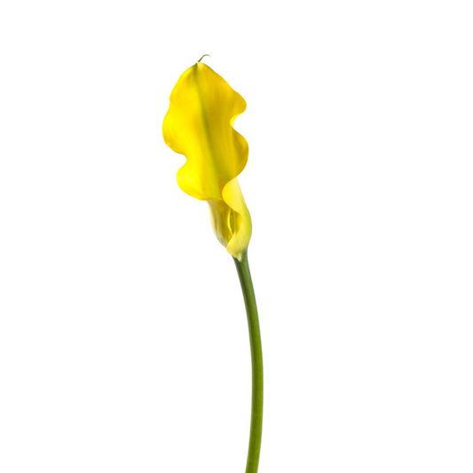 Mini Calla Yellow (10 Stems)