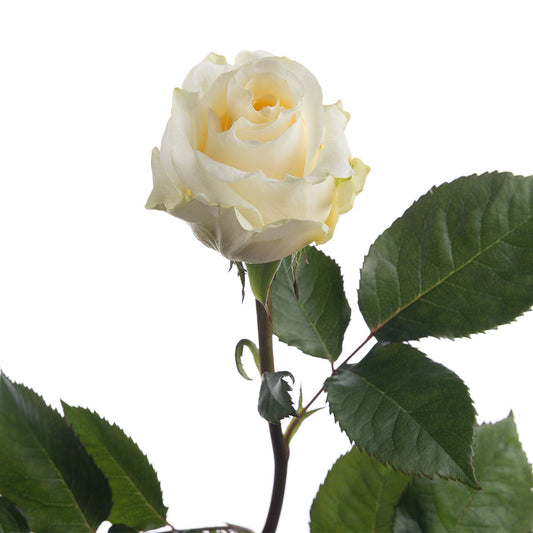 Rose Cream (25 stems)