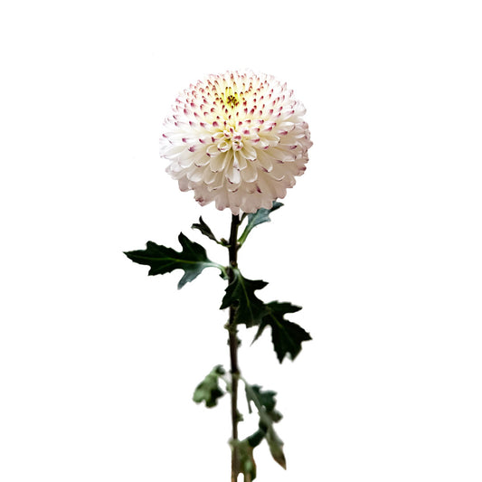 Chrysanthemum Disbud White (10 Stems)