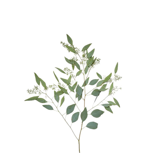 Eucalyptus Seeded (10 stems)