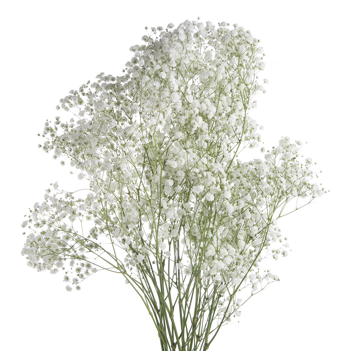 Gypsophila White Xlence (7 Stems)