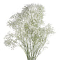GYPSOPHILA XLENCE (7 STEM BUNCH)